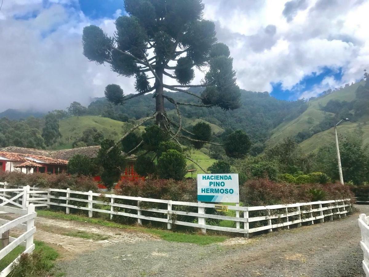 Ecohotel Pinohermoso Reserva Natural Salento Dış mekan fotoğraf
