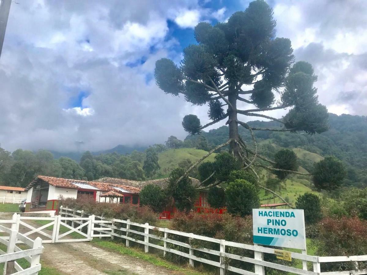Ecohotel Pinohermoso Reserva Natural Salento Dış mekan fotoğraf